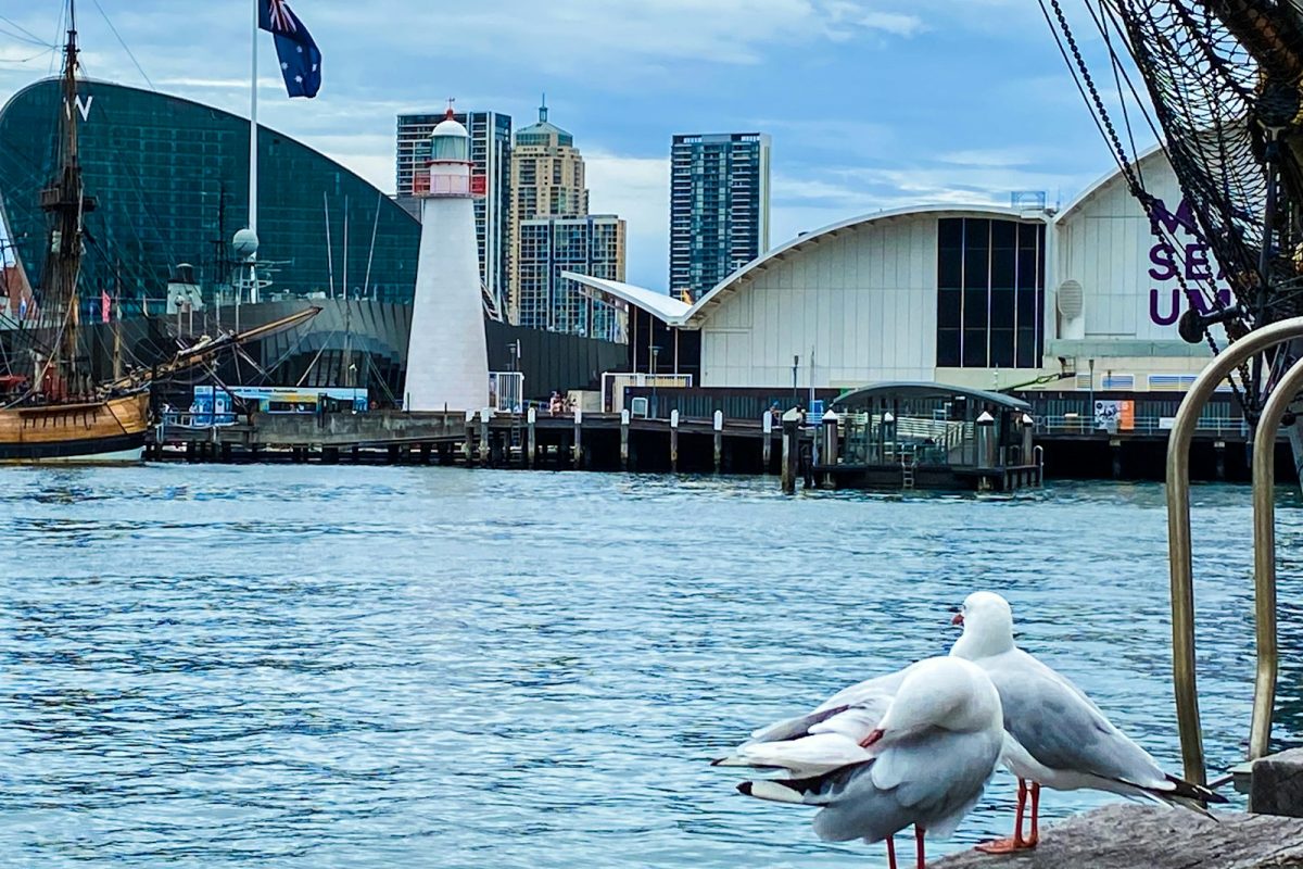 Two seagulls sitting on a rock near a body of water